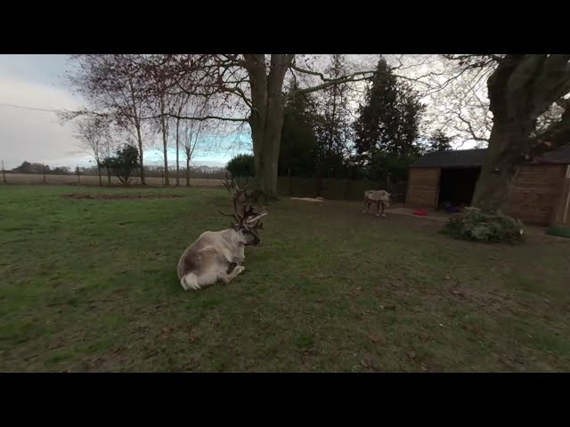 Reindeer At Colchester Zoo (3d 180 VR)