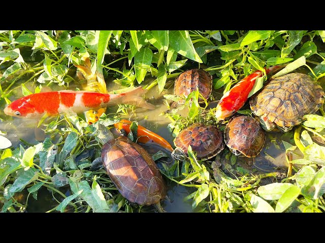 Amazing Result With Ornamental Fish, Turtle, Koi | Outdoor Fishing Vlog 2025