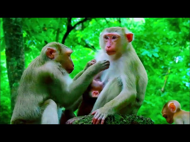 monkey funny video, bibi is very hospitable, cute baby monkey, monkey funny video