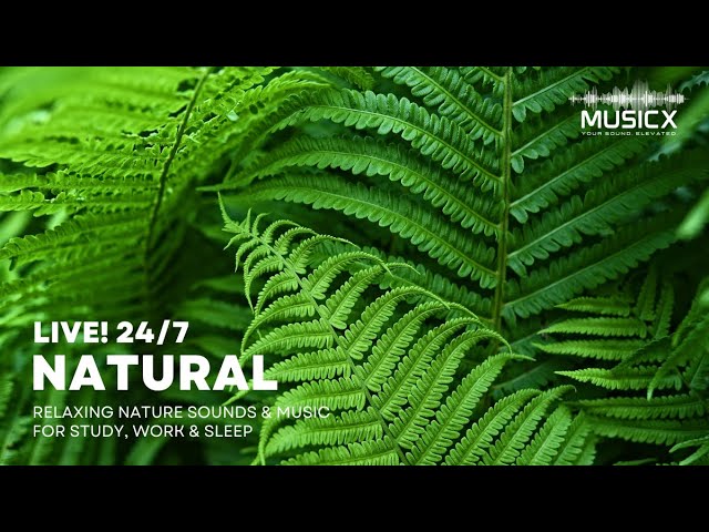 🔴 NATURAL LIVE! 24/7 Relaxing Nature Sounds & Music for Study, Work & Sleep