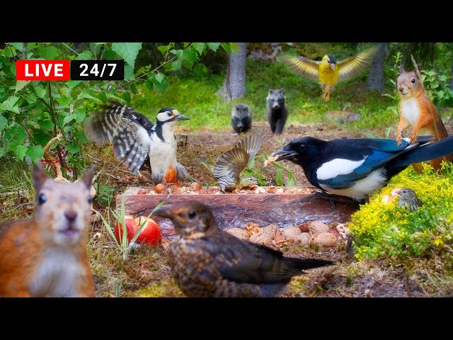 🔴24/7 LIVE: Pet TV😺Squirrels Birds & More -Tanuki Puppies and Nature Fun for All (4K HDR)