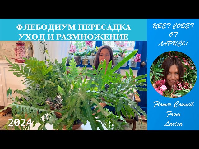 ФЛЕБОДИУМ ПЕРЕСАДКА | УХОД И РАЗМНОЖЕНИЕ