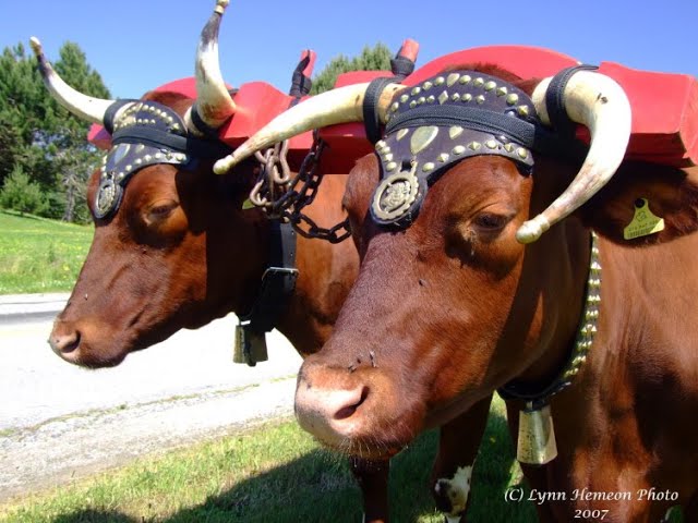 Western Nova Scotia  Exhibition Ox Haul