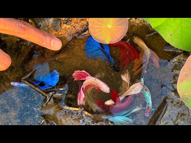 Natural Betta Fish Hunting– Incredible Betta Fish Found From the Unbelievable Place