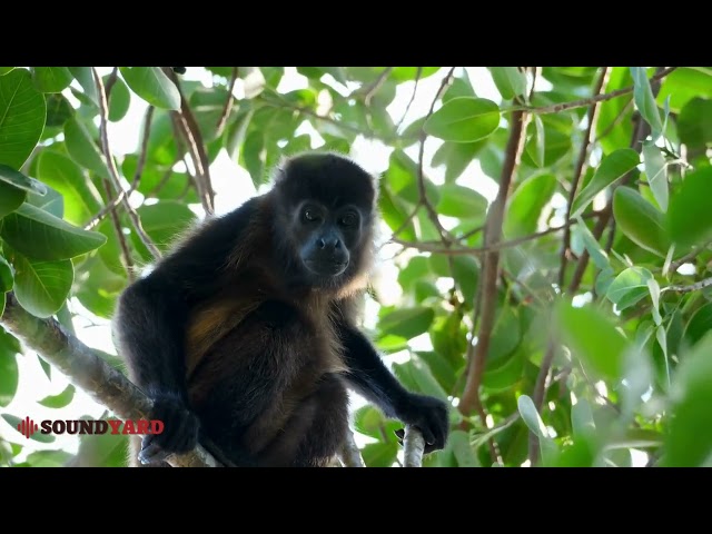 Mesmerizing Mantled Howler Monkeys in Their Natural Habitat | Wildlife Footage