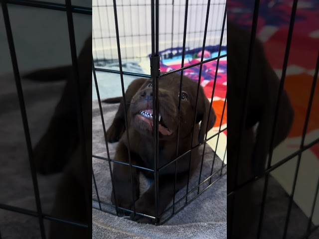 Crazy pup 🤣 #puppy #labradoretriever #funnydog #dogvideos