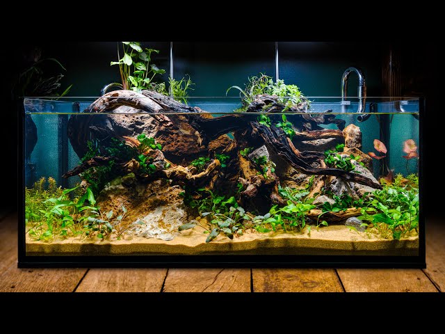 Perfecting the Low Tech Fish Tank in DIY IKEA Aquarium