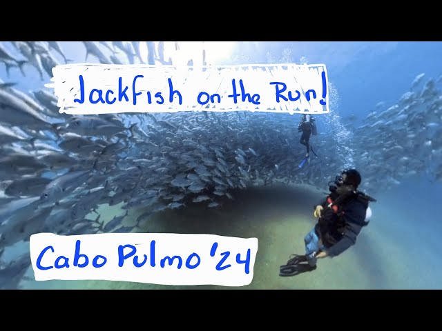 Chasing Jackfish in Cabo Pulmo | Insta360 X4 Dive | October 2024 | 360° Video 4K