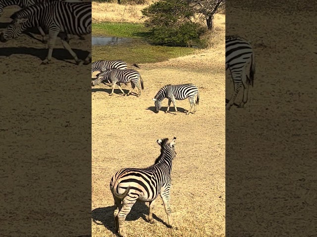 Discover the Beauty of Zebras in Harare #harare city