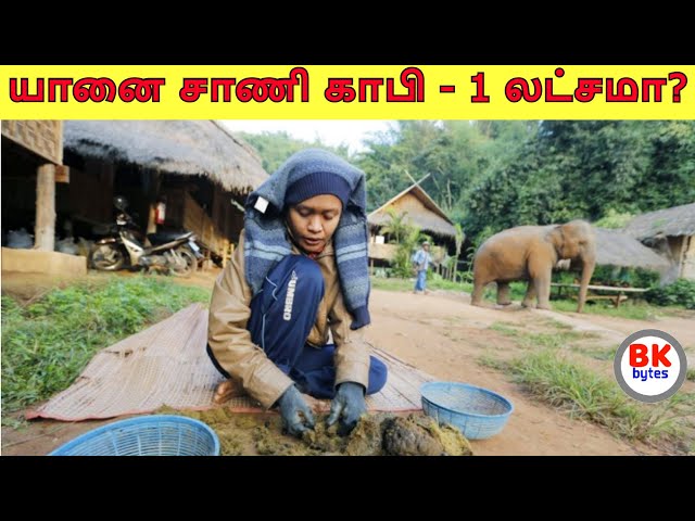 Thailand | Elephant poop coffee 6000$ | யானை சாணி காபி 1 லட்சமா?#bkbytes #bk