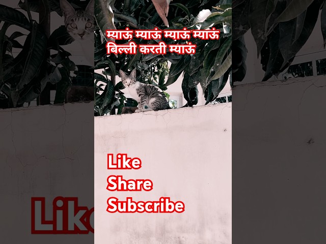 म्याऊं म्याऊं म्याऊं म्याऊं बिल्ली करती म्याऊं #rhymes #poems #shorts #youtubeshorts