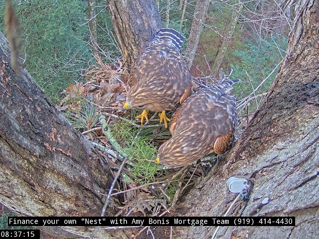 Hawk nest In Wake Forest