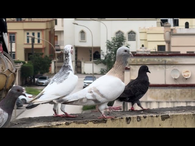 تركنا النخبة من الحمام الشامي 🕊️😍 رأيكم 🗯️❤️‍🔥