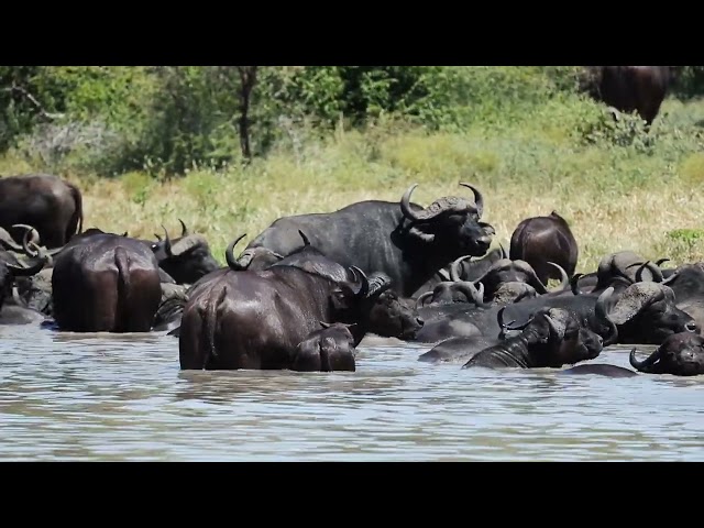 Buffalo in Water Copyright Free Animal Videos