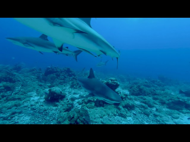 Meta Roatan Sharks 4min VR3D 180 LR