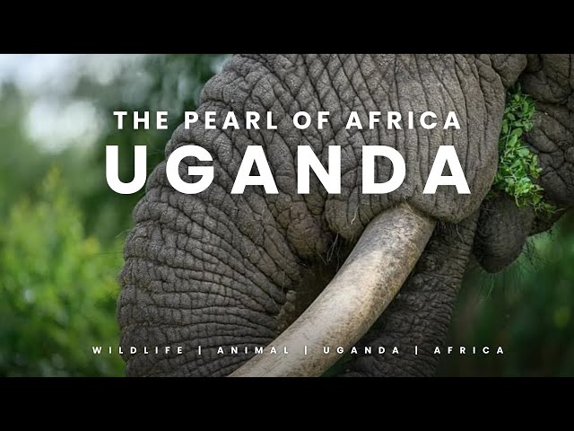 UGANDA  🇺🇬 2018 | Trip to the Pearl of Africa - 4K