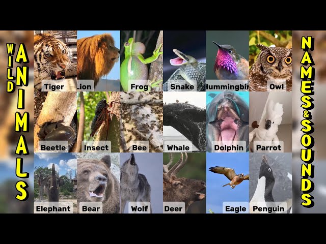 animals names with sound | animals names & sounds video #ytvideo #video #animals #animalsounds