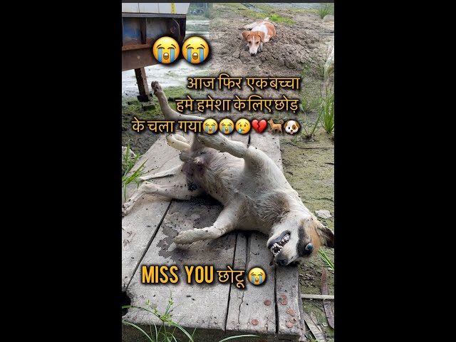 आज फिर एक बच्चा हमे हमेशा के लिए छोड़ के चला गया😢😭|We miss you chootu😢😭|#death #sad