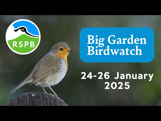 How to take part in the RSPB Big Garden Bird Watch J24 26 January 2025