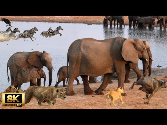 8K African Wildlife : The World's Greatest Migration from Tanzania to Kenya With Relax Sounds