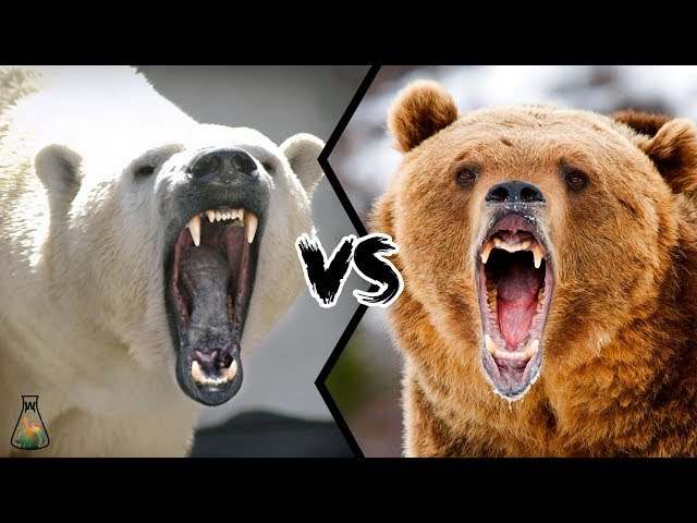 POLAR BEAR VS GRIZZLY BEAR - Who is stronger?