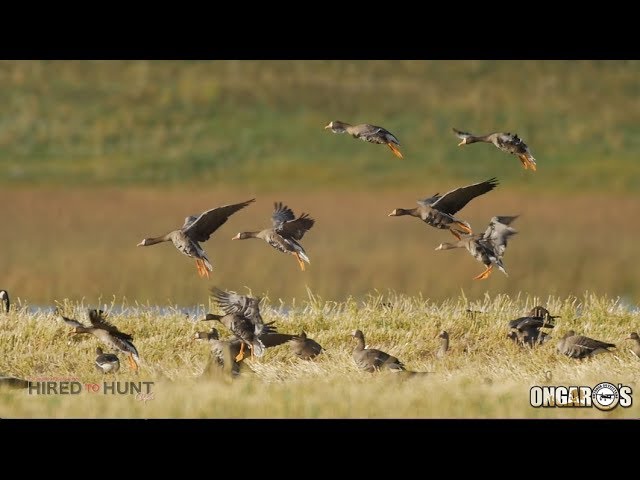 Hired to Hunt Season 3 #5: Redemption Day.  Duck Hunting and Goose Hunting.  Limit hunts in Alberta