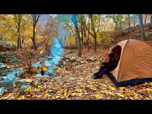 Solo Camping in Walnut Jungle in autumn 🍂 no talking,river sound