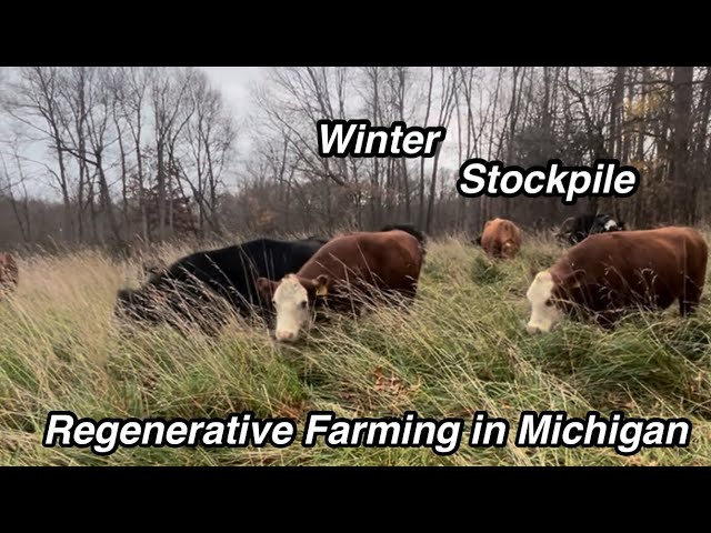 Grazing Season Long Stockpile