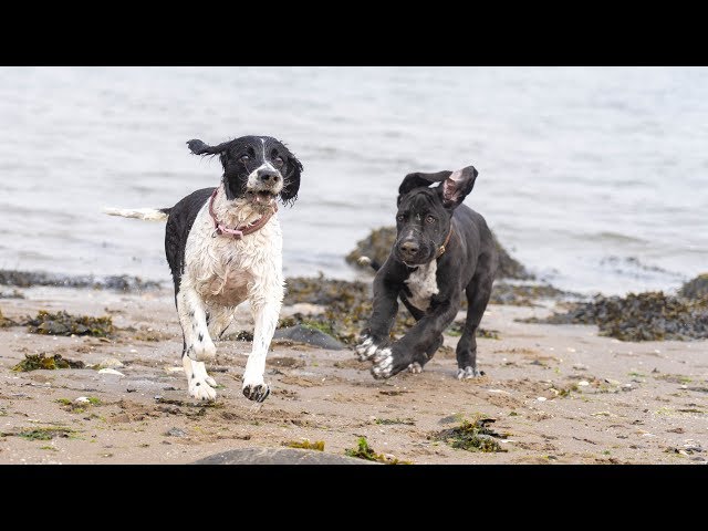 GREAT DANE PUPPY GOES TO THE BEACH FOR THE FIRST TIME