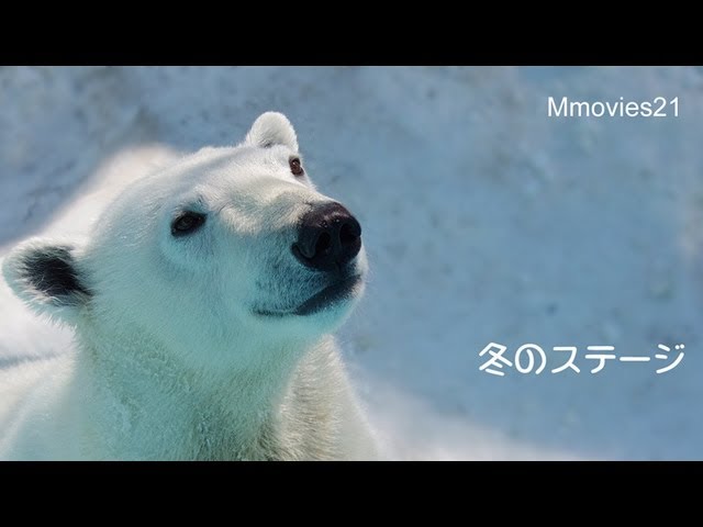 冬のステージ〜ウィンターアイラ〜Polar Bear,Aira