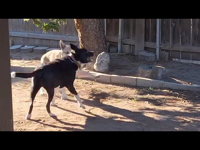 Video of adoptable pet named Missy