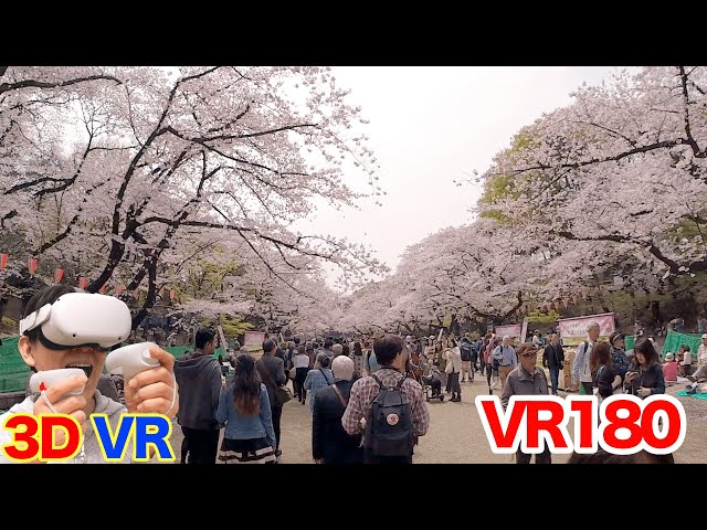 [VR180] VR Cherry Blossom Viewing in Ueno TOKYO / 3D video in V180 format