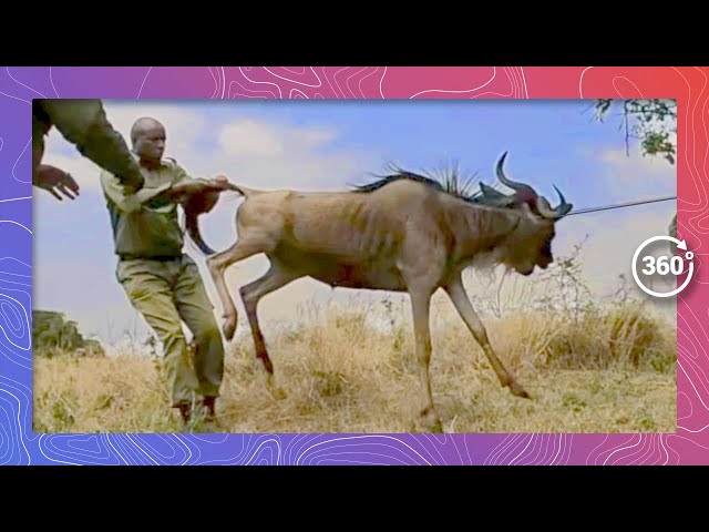 Rangers Rescue a Snared Wildebeest | Wildlife in 360 VR