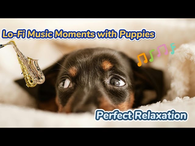 Heartwarming puppy videos compilation🐶🎵 #dog #lofi #cute