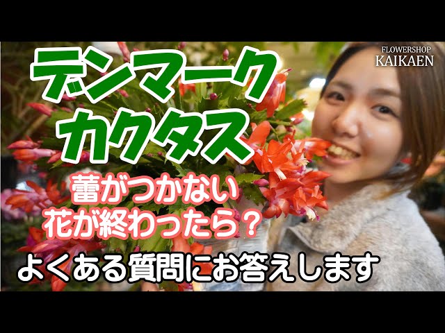 デンマークカクタス   蕾がつかない　花が終わったら　どうしたらいい？　よくある質問　お答えします【おうちでガーデニング】開花園チャンネル