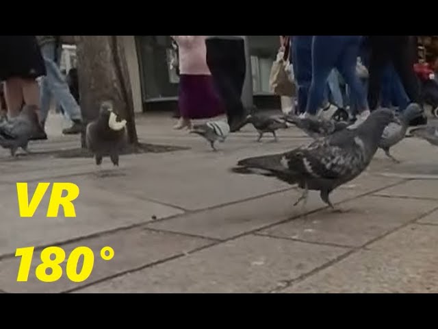 VR180° Pigeon eyed view- pigeons throwing food around.