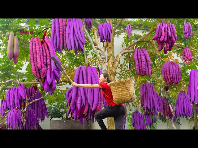 Harvest purple Oroxylum indicum - a peaceful life welcoming the sunrise every day of a country girl