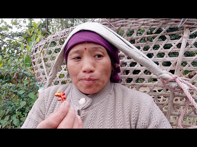 sarmila enjoys wild grapes while finding foliage in the near jungle || Bhumi village vlogs ||