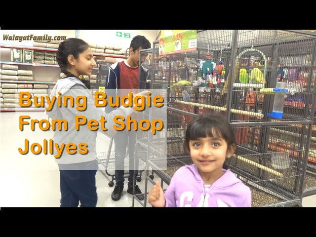 Buying a NEW Budgie, Parakeet From a Pet Shop - Jollyes UK