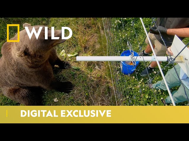 Could This Bear Be The Next Banksy? | Wild Alaska: The Last Frontier | National Geographic WILD UK