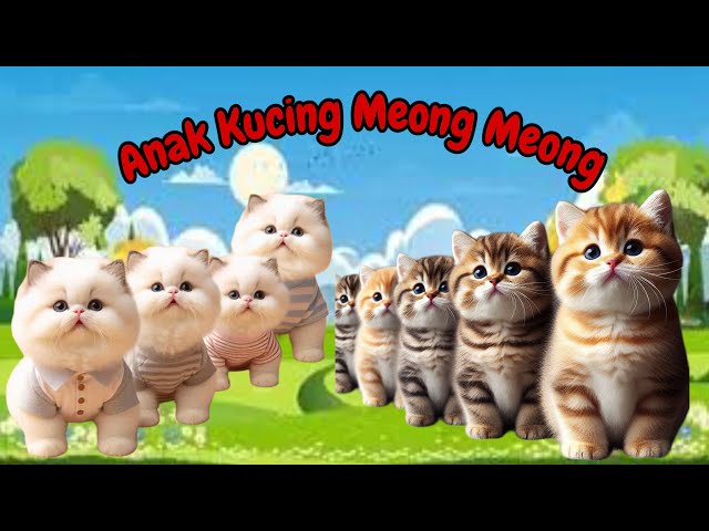 Anak Kucing Oyen Gembul😹ANAK KUCING MEONG MEONG ‼️  FUNNY KITTEN VIDEOS #kucinglucu #funnycats