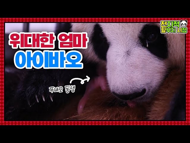 (SUB) 'World premiere) The Behind Story Of The Birth Of Korean Baby Panda Twins'│ Panda World🐼