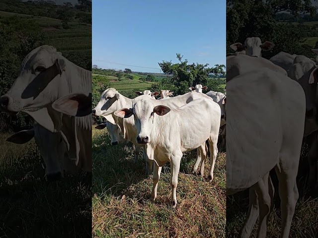 Gado fica manso com manejo!