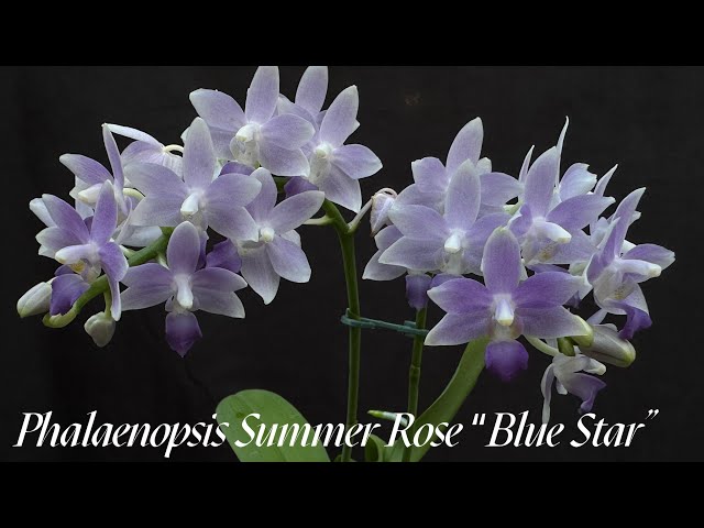 October 10, 2024繁花，花期长的蓝星蝴蝶兰的养护Phalaenopsis Summer Rose "Blue Star"