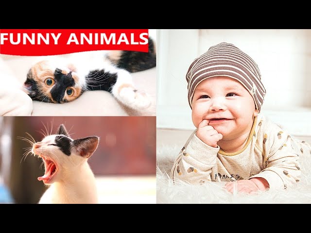 🐱👶 Funny Cats Playing With Babies Compilation🐈 Adorable Babies Playing With Cats @FunnyAnimalshow