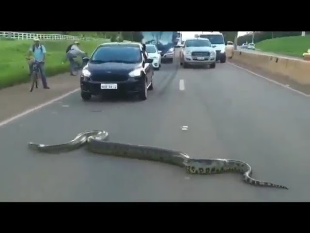 Brazilian Big Snake Respects Nature Even Amidst Unbridled Progress We Must Honor What Came Before Us