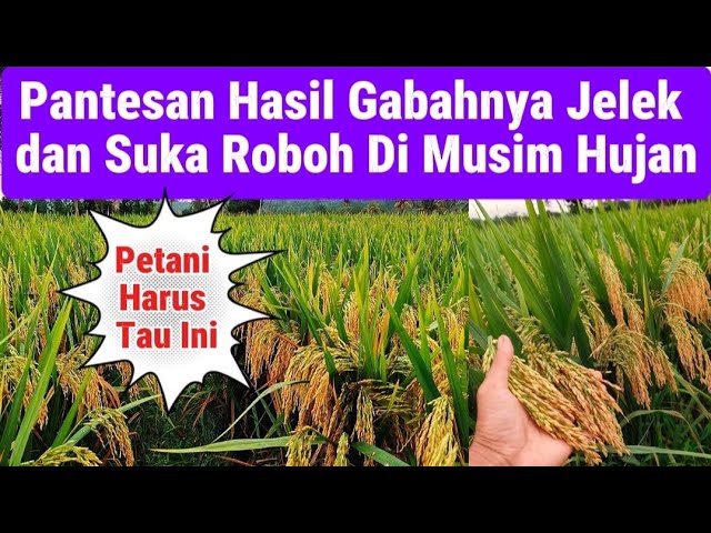 Inilah Pemupukan Padi Di Musim Penghujan Supaya Padi Tidak Roboh dan Bobotnya Maksimal