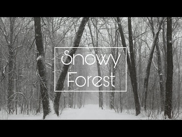 Tranquil Snow Soothing Ambience | Focus, Meditation, Sleep