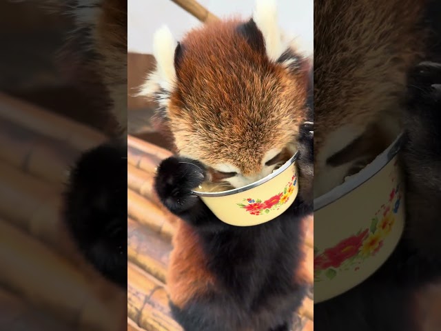 Red pandas be like: ‘If my face fits, I eat. 🦊🥣