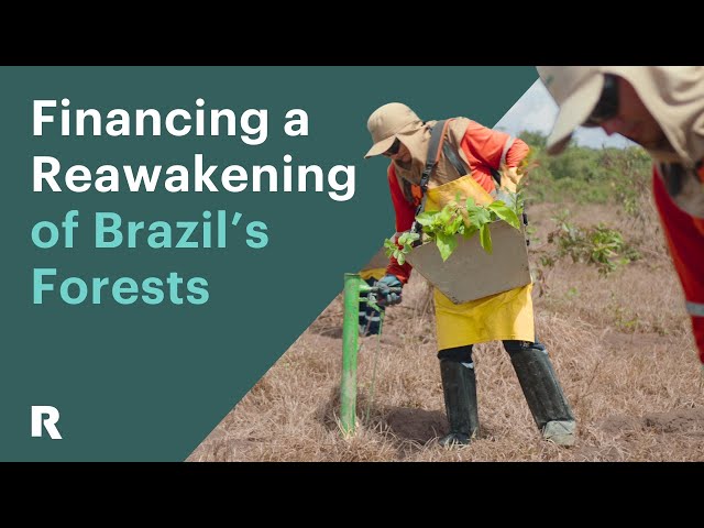 Financing a Reawakening of Brazil's Forests